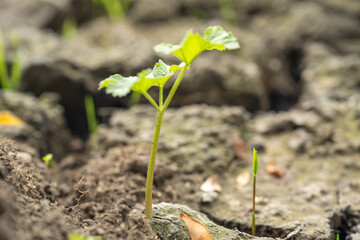 Detailed close-up of cracked dry soil surface with small green grass sprouts, symbolizing drought, climate change, and resilience of nature