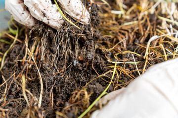 Hands in Gloves Examining Plant Roots in Soil. Gardening, Organic Farming, Agriculture, Root Health, Sustainable Growth, Eco friendly Practices, Horticulture, Environmental Science Concept