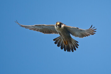 Peregrine Falcon adult flighit taken in northern MN in the wild