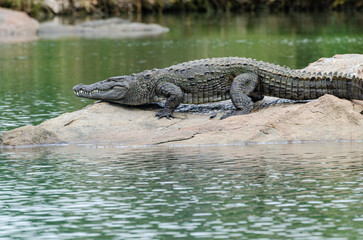A large crocodile resting on a rock in the middle of Kaveri river in Ranganathittu bird sanctuary