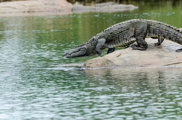 A large crocodile getting into the  Kaveri river in Ranganathittu bird sanctuary