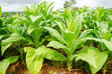 Tobecco plants in a plantation at Doraranahalli, Mysore, India