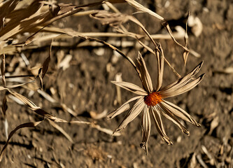 A photorealistic close-up of a single wilted flower standing amidst dry, brittle, and brown grass in a parched garden. The flower’s petals droop and curl, showing clear signs of dehydration and heat.