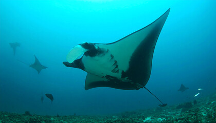 Majestic Manta Ray gracefully glides through vibrant turquoise ocean, other rays and fish in background; serene underwater scene.