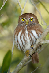 Ferruginous Pygmy Owl