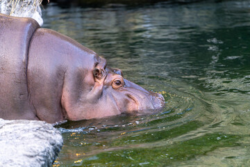 水面から顔を出すカバの横顔クローズアップ