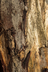 Wooden structures