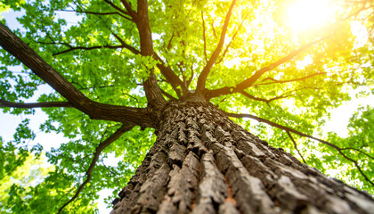 Naklejka premium Low-angle view of majestic oak tree, vibrant green leaves, sunlit canopy, textured bark, summer nature, peaceful serenity, environmental conservation.