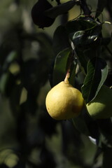 Ripe yellow pear among green leaves
