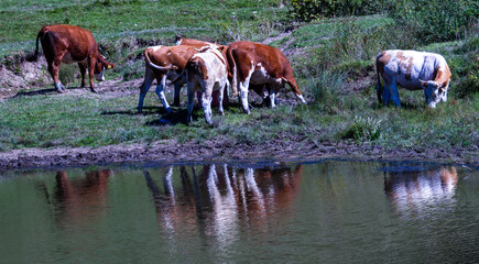Cattle by the lake, in Romania
