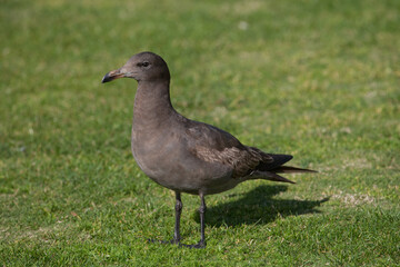Heermann's Gull winter pluage taken in southern California