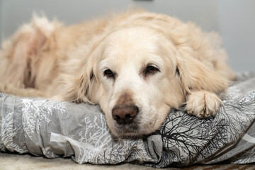 Cute golden retriever dog resting peacefully on cozy bed, sleepy eyes big nose, indoor pet lifestyle, calm and relaxing moment, perfect for home comfort and animal lovers. Pet ownership and friendship