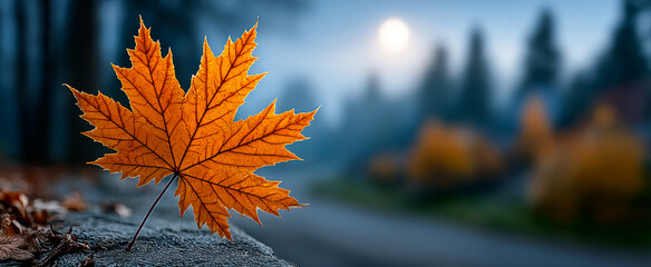 Autumn maple leaf on blurred background. Vibrant orange maple leaf rests on a stone with a blurred forest in the background during a misty autumn morning.