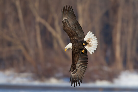 Bald Eagle flight taken in cental Iowa