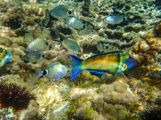 Ornate wrasse (Thalassoma pavo) undersea, thalassoma fish, Close up ornate wrasse fish underwater, Ornate Wrasse Thalassoma pavo in Mediterranean Sea in jijel Algeria North Africa, Mediterranean fish.