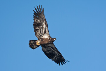 Obraz premium Bald Eagle juvenile in flight taken in southern MN