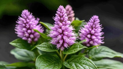 Hebe flower spikes with delicate purple blooms and vibrant green foliage against a dark backdrop