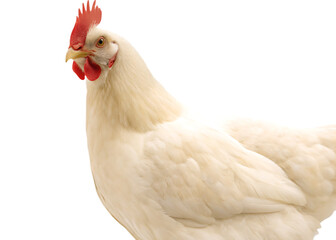 White hen with red comb isolated on a transparent background