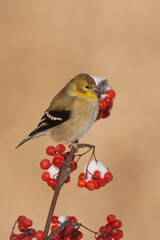 American Goldfinch male winter plumage taken in central MN