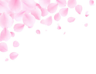 Soft Pink Flower Petals Floating in the Air, Isolated on Transparent Background
