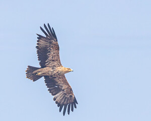 Imperial Eagle