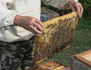 The beekeeper holds honeycombs from the hive in his hands. There are a lot of bees on the...
