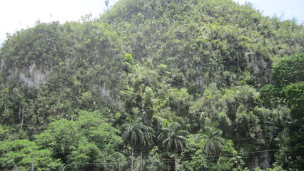 trees in the mountains