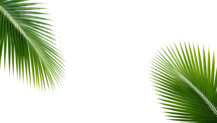 Isolated tropical palm leaves frame on transparent surface, vibrant foliage in minimalist