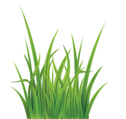 vector illustration of a grass