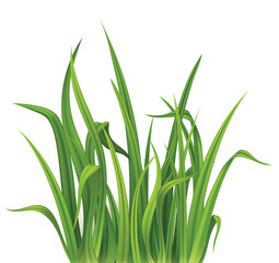 vector illustration of a grass