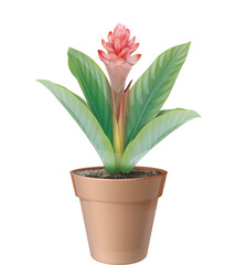 vector illustration of a flower plant