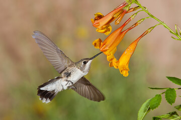 Black-chinned Hummingbird taken in Colorado