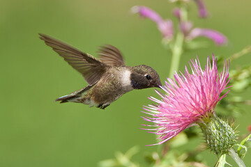 Black-chinned Hummingbird taken in Colorado