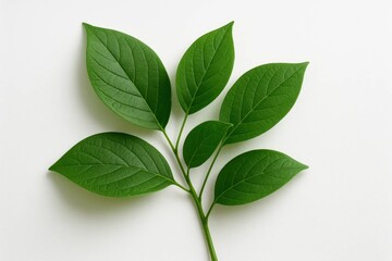 Fototapeta premium A Leaf Against a White Canvas