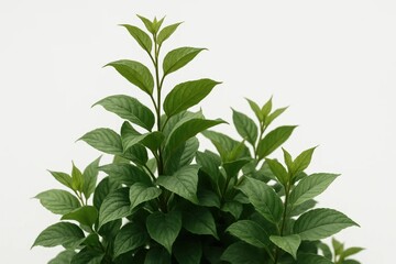 Obraz premium Lush Green Leaves Reaching Upwards Against a White Background