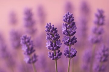 Naklejka premium A serene field of lavender blooms, bathed in a soft pink hue, evoking tranquility and natural beauty
