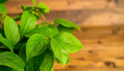Close-up of vibrant green leaves (3)