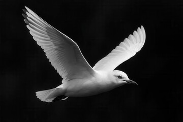 Obraz premium A Solo Seagull's Flight Against a Black Canvas
