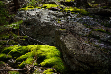 Sun covered moss on rocks
