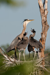 Great Blue Heron nest with babies taken in central MN in the wild