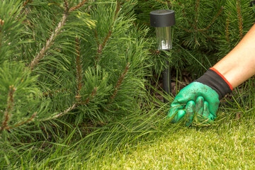 A hand in a green gardening glove pulling a bunch of weeds from a lawn. A flower bed with mulch is visible in the background. The image shows the process of hand weeding.
