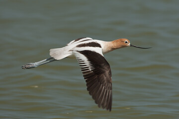 American Avocet takekn in SE Arizona