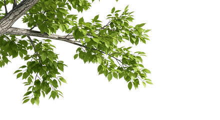 Obraz premium Lush Green Tree Branch with Fresh Leaves Symbolizing Growth and Life