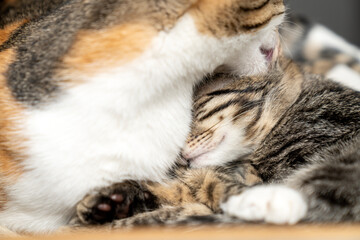 Adorable Cats Grooming Each Other, Showing Love and Affection, Cute Pet Companionship, Feline Bonding, Fluffy Kittens Cleaning, Cozy Home Moment, Domestic Animals Sharing Care and Friendship