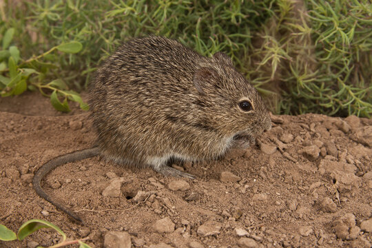 Hispid Cotton Rat taken in southern Texas in the wild