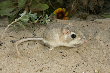 Gulf Coast Kangaroo Rat (Dipodomys compactus) © Stan