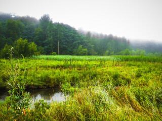 A small lake among tall grass. A lawn on the edge of the forest, fog. Peace, quiet.