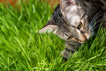 indoor cat eating fresh green cat grass for digestion and hairball relief on wooden floor, natural remedy for feline health, wellness and grooming care in cozy home environment