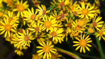 yellow dandelion flower