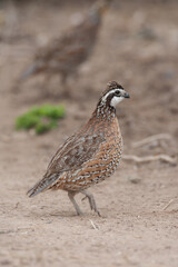 Northern Bobwhite male taken in central MN